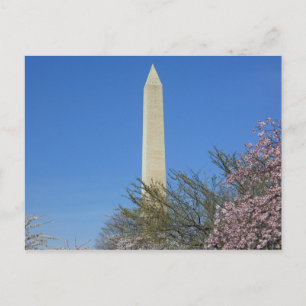 Washington Monument Cherry Blossom Festival Postcard