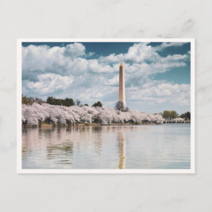 Washington Monument Cherry Blossoms DC Photo Postcard
