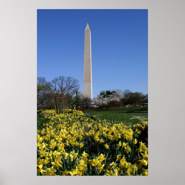 Washington Monument Daffodils Poster (Front)