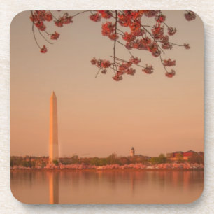 Washington Monument Sakura at sunset. Coaster
