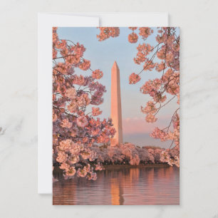 Washington Monument with Cherry Blossoms Card