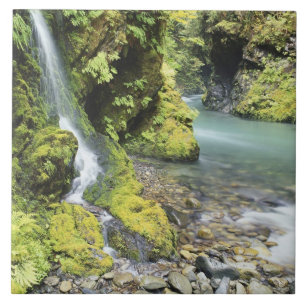 Washington, Olympic National Park, Seasonal Tile