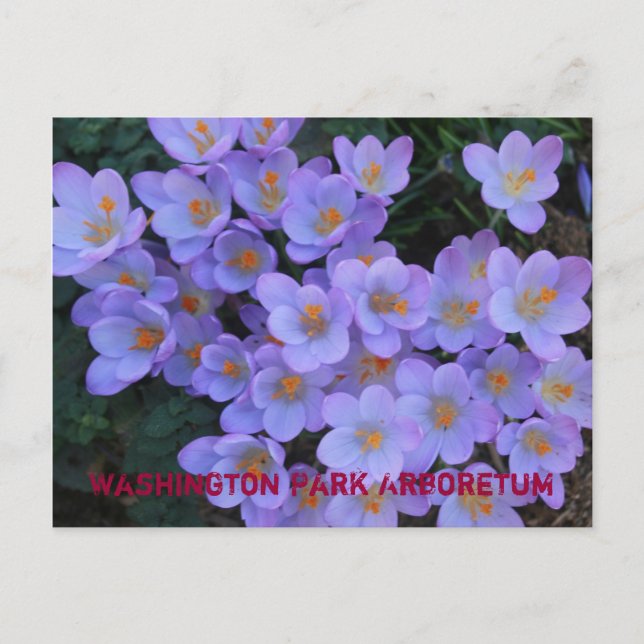 Washington Park Arboretum Announcement Postcard (Front)