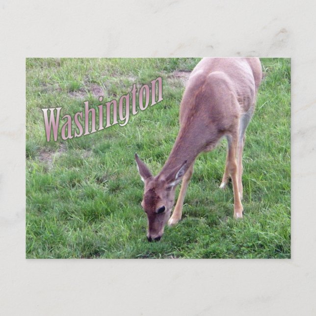 Washington Postcard, White Tail Deer Postcard (Front)