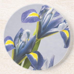 Washington, Redmond, Purple Irises Coaster
