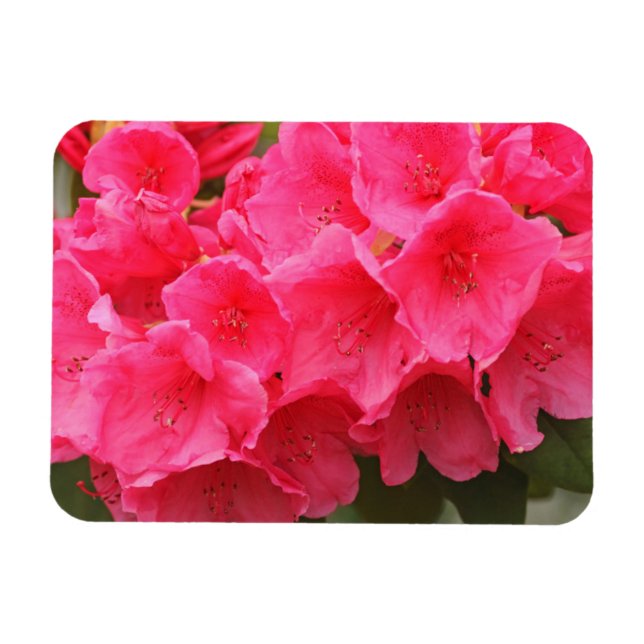 Washington, Seattle, Puget Sound, Discovery Park Magnet (Horizontal)