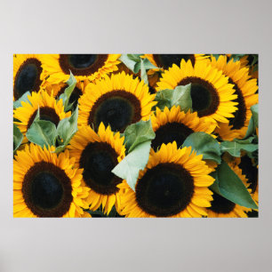 Washington, Seattle, Sunflower for sale pike Poster