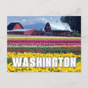 Washington State Tulip Field Postcard