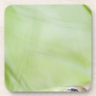 Washington, USA Coaster