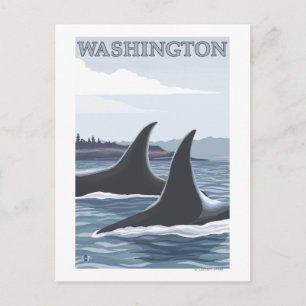 WashingtonOrca Fins Postcard