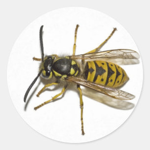 Wasp Classic Round Sticker
