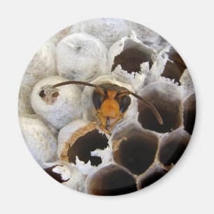 Wasp Emerging From Nest Magnet