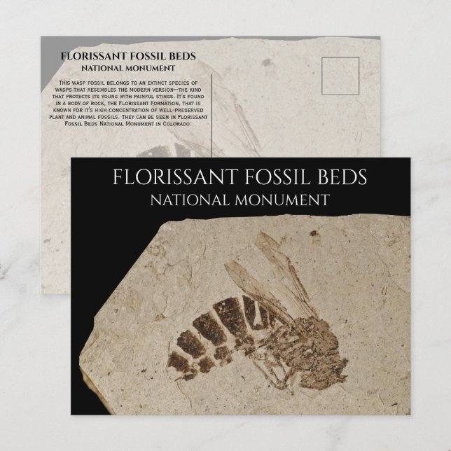 Wasp Fossil Florissant Fossil Beds National Monume Postcard (Front/Back)