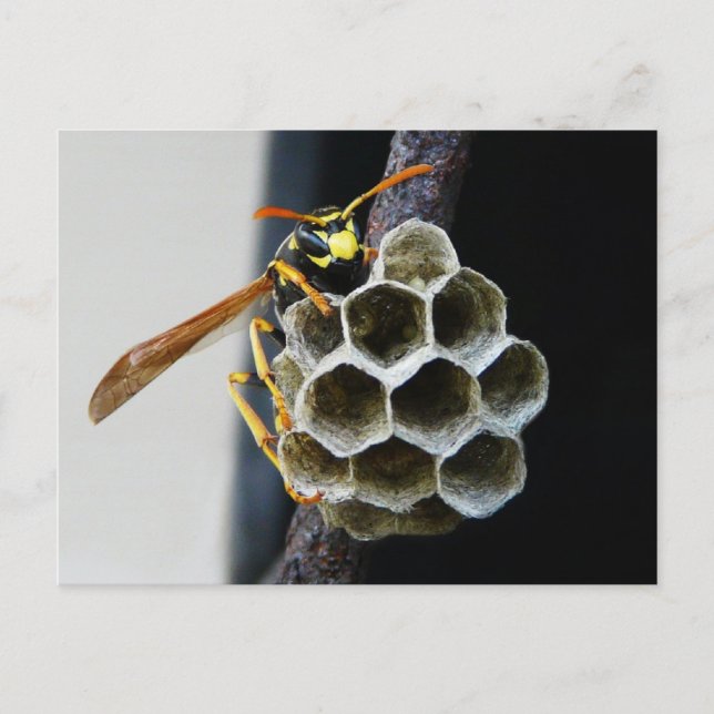 Wasp Nest and Worker Postcard (Front)