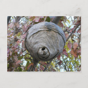 wasp nest postcard