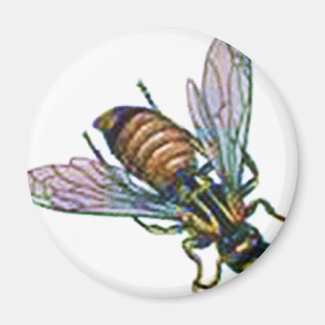 Wasp or Hornet Magnet (Front)