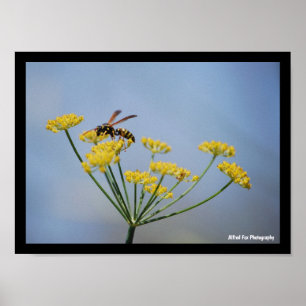 Wasp Pollinating Wild Fennel Poster