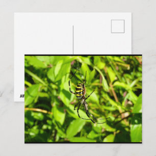 Wasp Spider in the Green Postcard