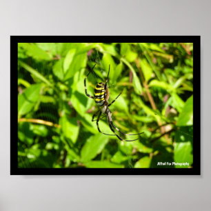 Wasp Spider in the Green Poster