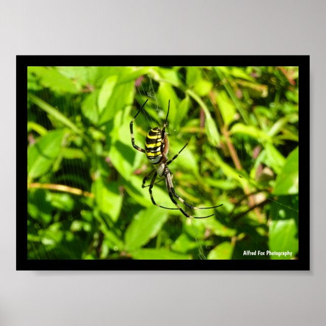 Wasp Spider in the Green Poster (Front)