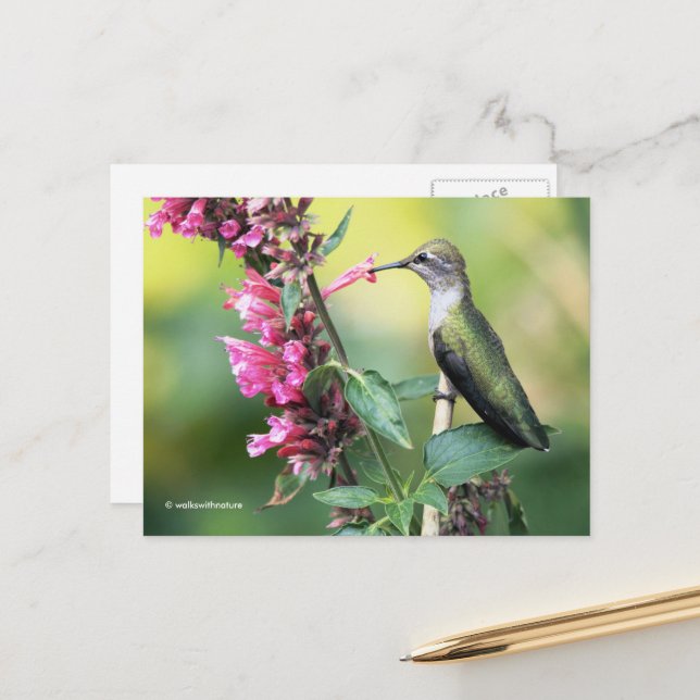 Watchful Anna's Hummingbird on the Fruit Tree Postcard (Front/Back In Situ)