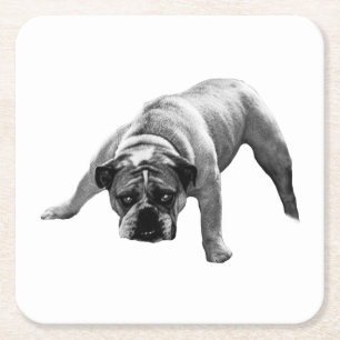 Watchful Bulldog Coaster