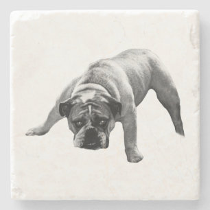 Watchful Bulldog Coaster