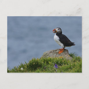 Watchful Puffin Postcard
