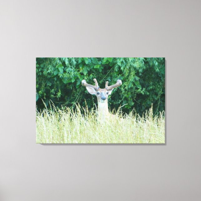 Watchful Whitetail Deer (Summer) Canvas Print (Front)