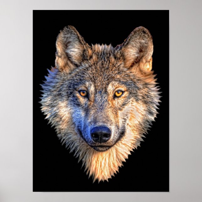 Watchful Wolf Poster (Front)
