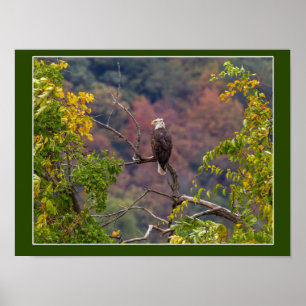 Watching Autumn Poster