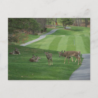 Watching N Chilling Postcard