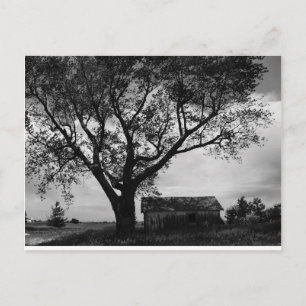Watching Over Postcard