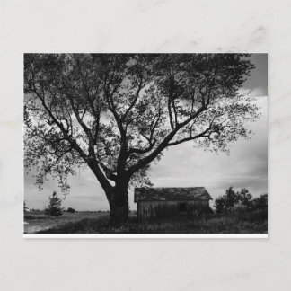 Watching Over Postcard