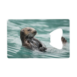 Watching Sea Otter