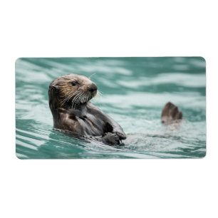 Watching Sea Otter