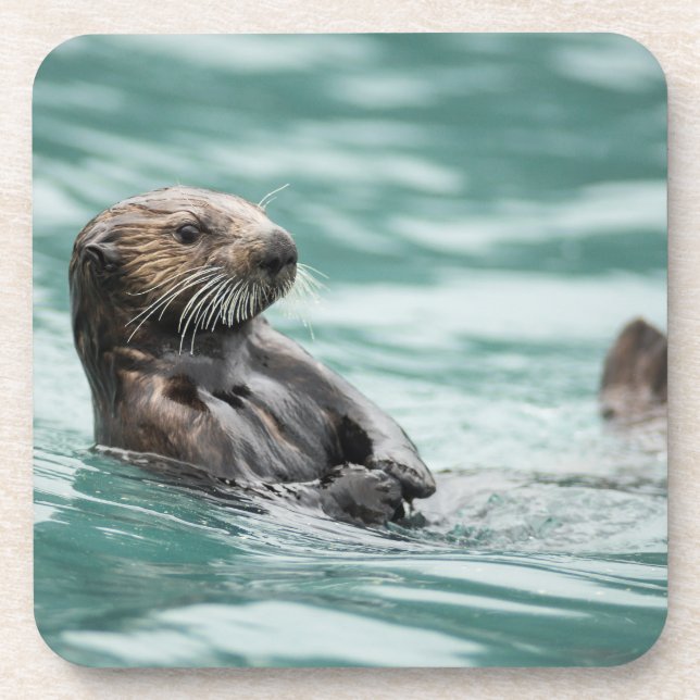 Watching Sea Otter Coaster (Front)