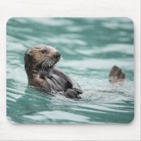 Watching Sea Otter