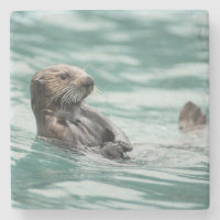 Watching Sea Otter