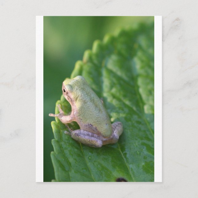 Watching the Sunset Postcard (Front)