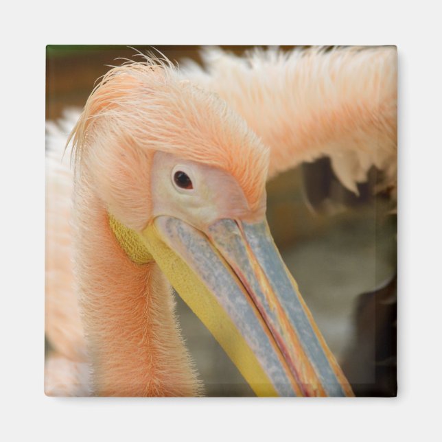 Watching You Pelican Magnet (Front)