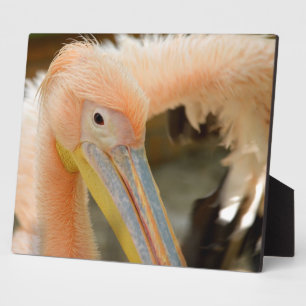 Watching You Pelican Plaque