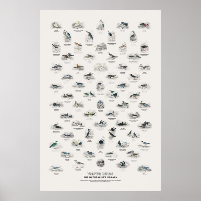 Water Birds - Naturalist's Library Poster (Front)