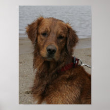 WATER BOY - GOLDEN RETRIEVER