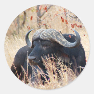 water buffalo classic round sticker