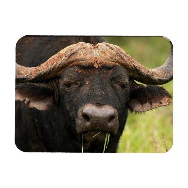 Water Buffalo Flexible Magnet (Horizontal)