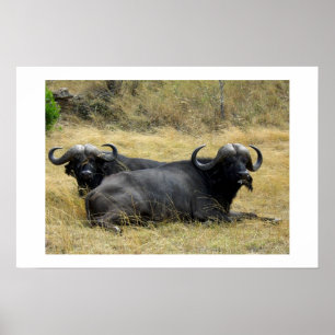 WATER BUFFALO IN KENYA POSTER