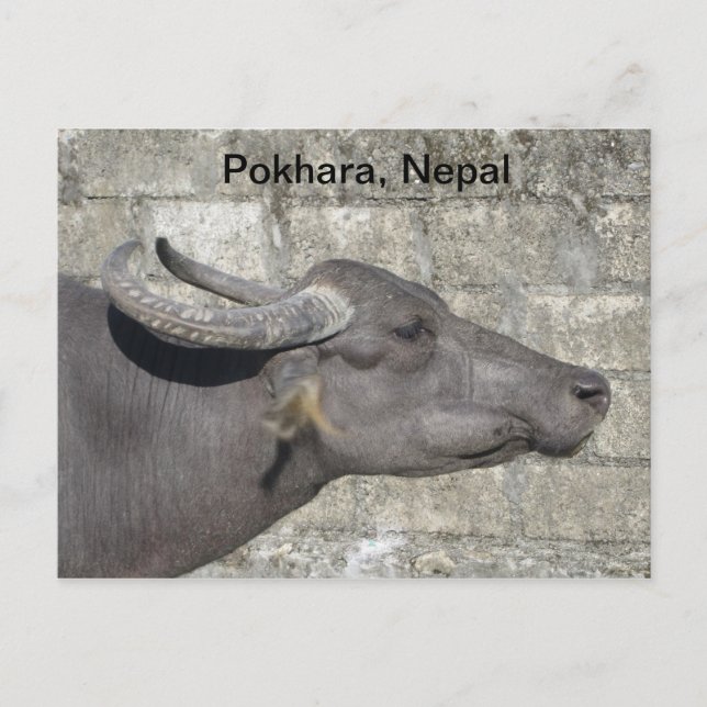 Water Buffalo Postcard (Front)