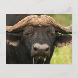 Water Buffalo  Postcard