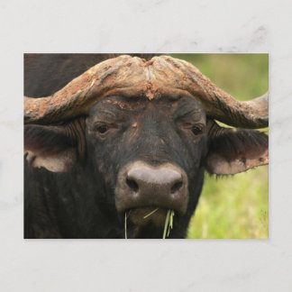Water Buffalo Postcard